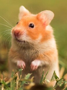 10 Adorable Pocket-Sized Pet Animals You Can Carry Anywhere