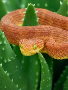 8 Most Dangerous Red-Coloured Snakes and Where to Find Them