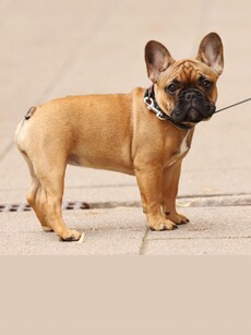 7 Dog Breeds That Don’t Have Tails