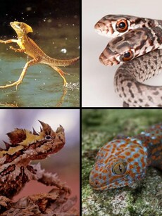 Jesus Christ Lizard to Two-Headed Snake: 7 Reptiles with Unique Powers
