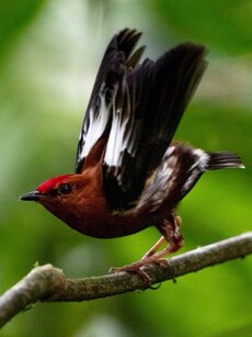 Meet Club-Winged Manakin: The Bird That Sings with Its Wings