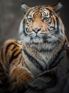 This Country Has the Rarest Tiger on Earth