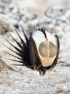 10 Bird Species That Impress Mates With Unique Dances