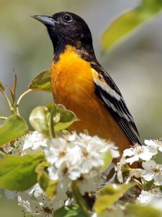 Meet Oriole: A Beautiful and Brightly Coloured Tiny Songbird