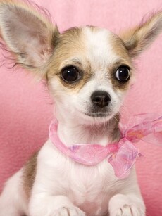 10 Cute and Calm Small Dog Breeds That Are Easy to Groom