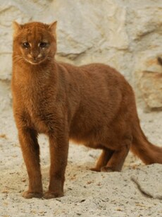 Meet Jaguarundi: A Mysterious Animal That’s a Cat or an Otter?