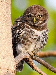 Top 8 Places to See the Once-Extinct Forest Owlet in India