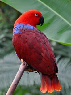 World’s 7 Most Expensive Pet Birds