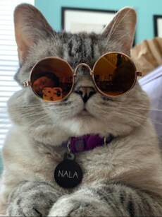 Meet Nala: World’s Richest Cat Star Taking Over Social Media