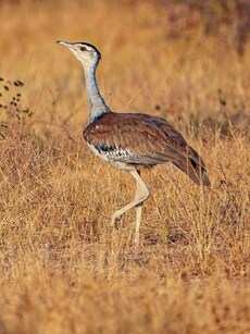 Top 9 Places to See the Great Indian Bustard in the Wild