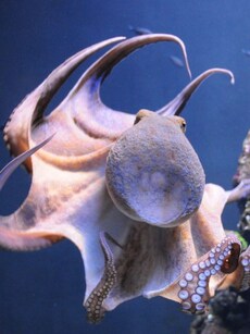 8 Toothless Animals That Are Surprisingly Skilled Eaters