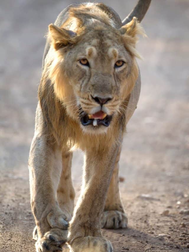 Explore India’s 8 Most Famous National Parks For Wildlife Tourism