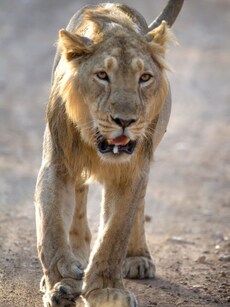 Explore India&rsquo;s 8 Most Famous National Parks For Wildlife Tourism