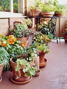 Gardening tips: 10 benefits of having your own balcony garden