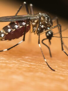 Causes and symptoms of dengue fever, how to protect yourself