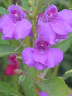 Gardening tips: How to grow, take care of Balsam Flowers