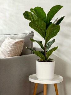 Gardening tips: 10 ways to grow and care for Fiddle-Leaf Fig