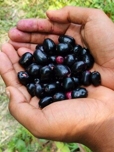 10 health benefits of jamun, the best black superfood