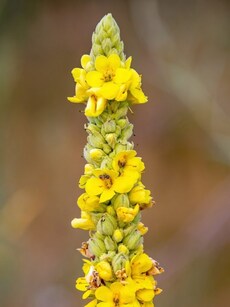 Asthma, cold, cough remedy: 9  health benefits of mullein tea