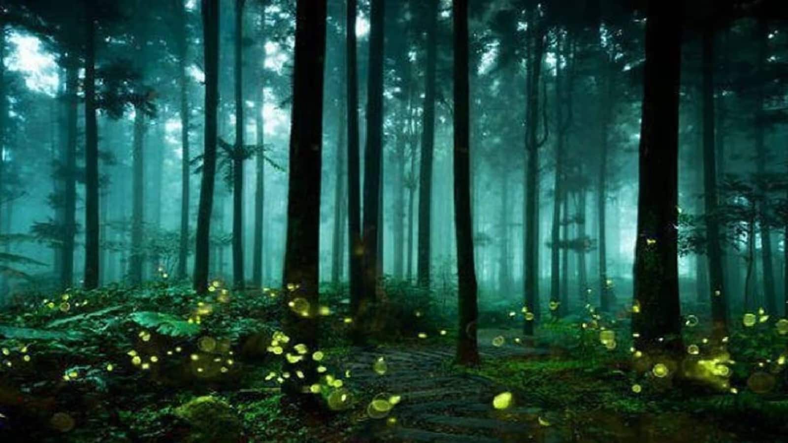 Top 7 Glow-In-The-Dark Forests Worth A Visit