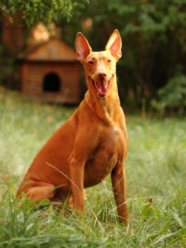Top 10 most expensive dog breeds — one costs $5.7 million