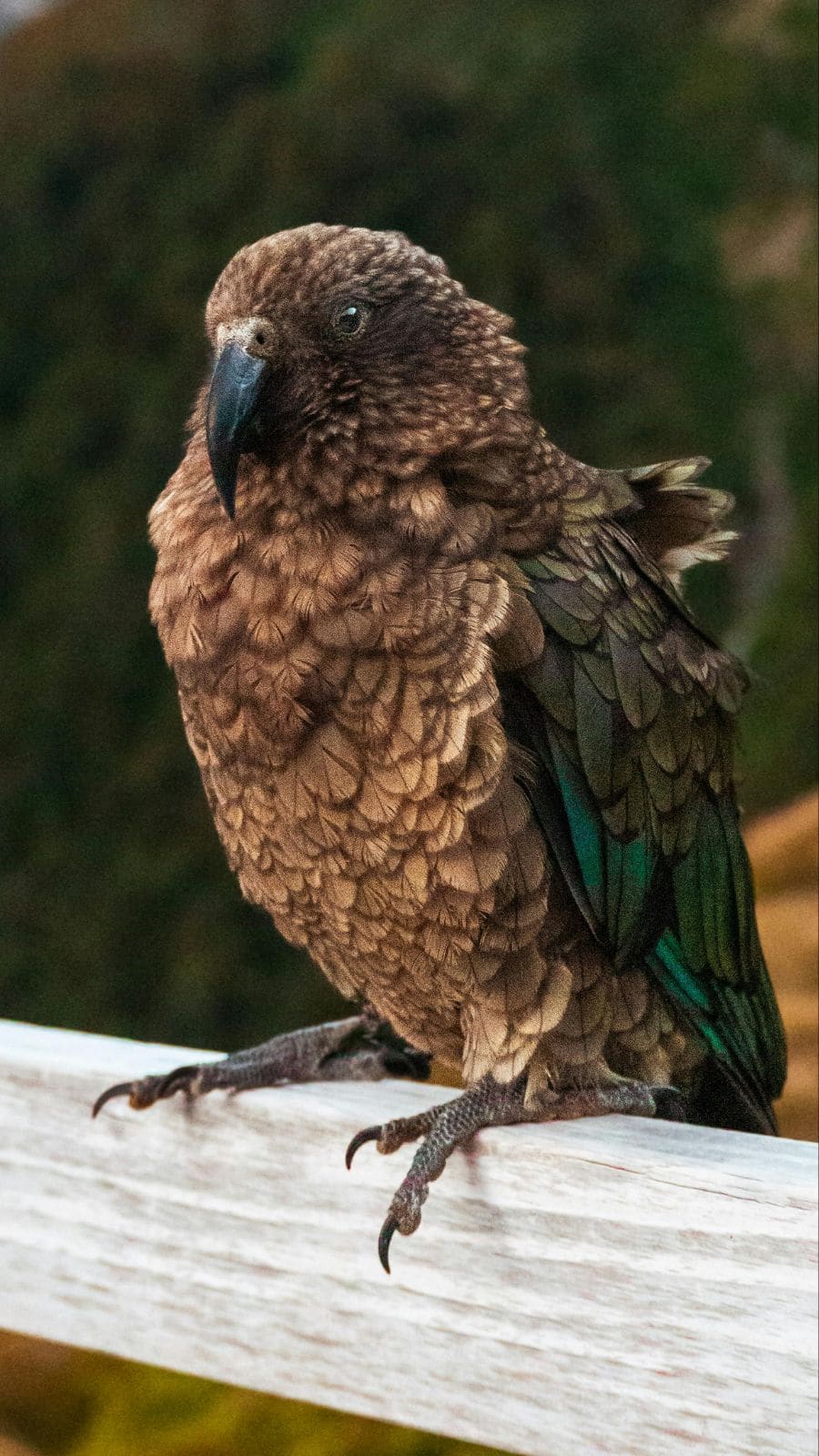 What is the World'S Rarest Bird 