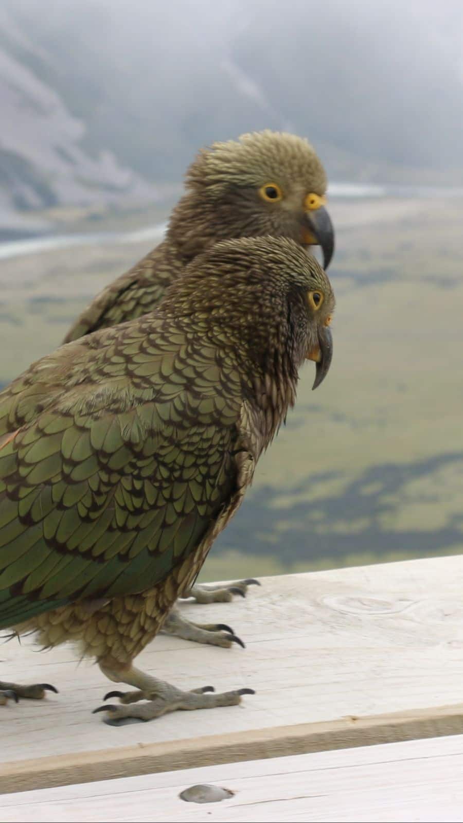 What is the World'S Rarest Bird 