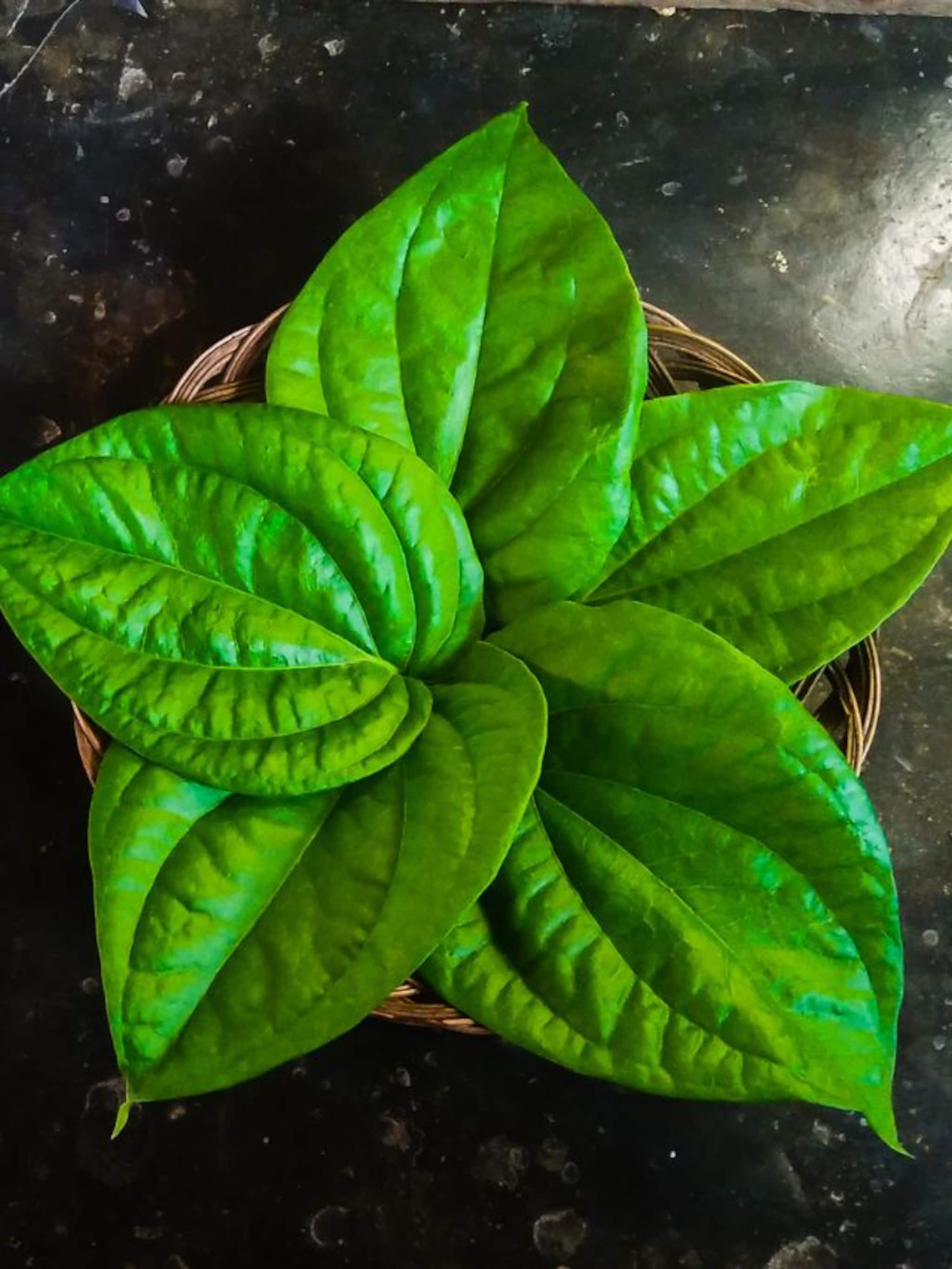 সস্তার পান পাতাতে লাখ টাকার ওষুধ