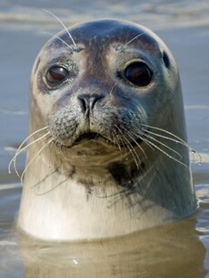 10 Incredible Facts About Seals That Will Surprise You