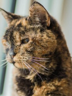 Meet Flossie: The World’s Oldest Living Cat