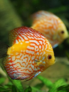 Vastu Tips: 5 Lucky Animals to Bring Good Luck