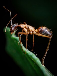 Top 10 Biggest Ants in the World