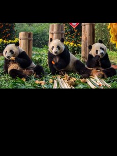 Meet the Oldest Living Giant Panda Triplets in the World