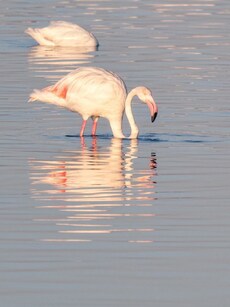 9 Incredible Bird Sanctuaries In India That You Must Visit Once