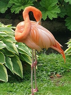 10 Best Places in India to Spot Stunning Flamingos