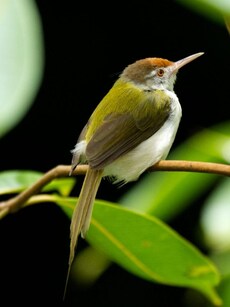 10 Most Common Birds Found Across Indian Cities