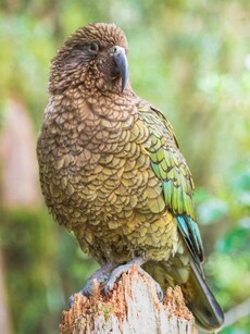 Meet the Kea: The Rarest Bird and the World’s Only Alpine Parrot