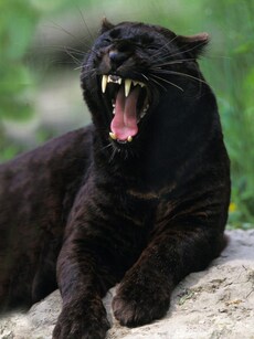 10 Rare Wildlife Wonders You Can Expect in Nilgiris