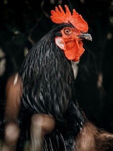 10 Tallest and Heaviest Chicken Breeds in the World