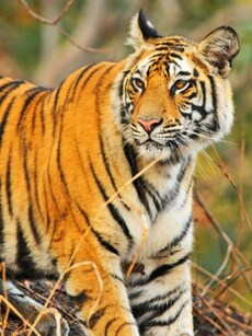 Best National Parks in Asia for an Unforgettable Safari Experience