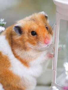 Planning to Get a Pet Hamster? 10 Things to Know First