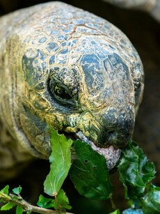 10 Rarest Animals Found in the Indian Ocean