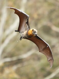 Meet Ryukyu Flying Fox: Japan’s iconic Yawning Bat