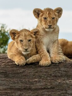 10 Countries with the Largest Lion Population