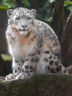 10 Countries with the Largest Populations of Elusive Snow Leopards