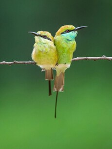 Birdwatcher&rsquo;s Paradise: Top 10 Spots to See Exotic Birds in the World