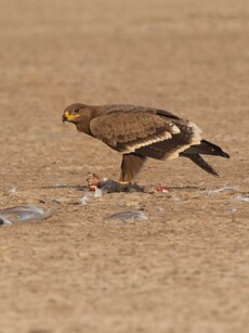 10 Wildlife Parks in India to Spot Rare Migratory Birds