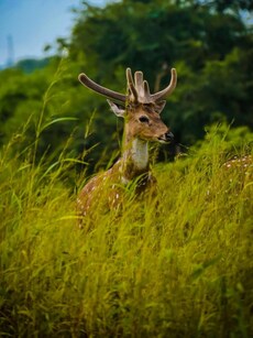 10 Best Places to See Beautiful Spotted Deer in India