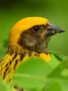 10 Most Beautiful Yellow Birds and Where to Find Them
