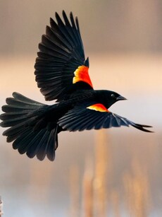10 Most Fascinating Black Birds Found in the US